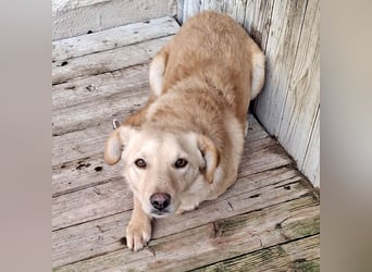 ❤️❤️❤️ liebenswerter FRENKI ging durch die Hölle - 3 Jahre, 42cm - Mischling