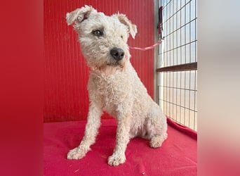 süßer Wuschel-Mix FLUFFY - 2 Jahre, 40cm/11kg