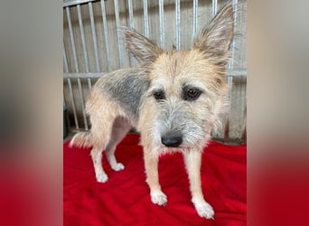 ❤️❤️❤️zarte Hundeseele SZOFI - 4,5 Jahre, 40cm/12kg - Struppi-Mix