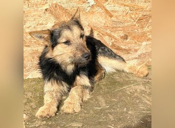 ❤️❤️❤️ liebe kleine Knutschkugel FIFI - 2 Jahre, 35cm-10kg - Mischling