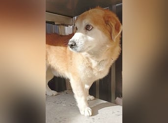 ZUCO - Engel auf 4 Pfoten - 13 Jahre, 40cm - Mischling