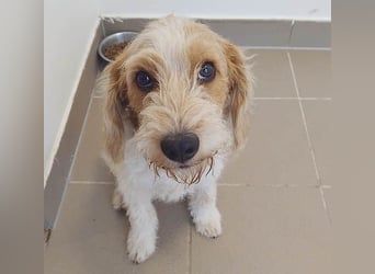 unwiderstehlicher COOPER - 7 Monate, 39cm/11kg - Spaniel/Havaneser? unwiderstehlicher COOPER - 7 Monate, 39cm/11kg - Spaniel/Havaneser?