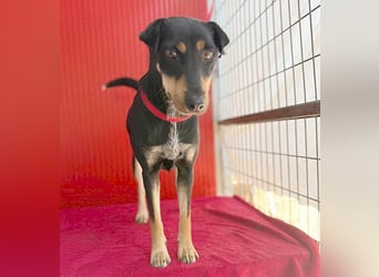 ❤️❤️❤️ lebenslustige MANKA - 1,5 Jahre, 40cm/10kg - Mischling