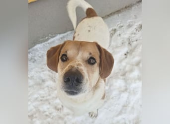 ❤️❤️❤️ knuffiger allerliebster MUFFIN - 4 Jahre, 37cm - Mischling