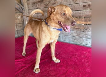 ❤️❤️❤️ pfiffiger kleiner DINGO - 2 Jahre, 40cm/10kg - Mischling