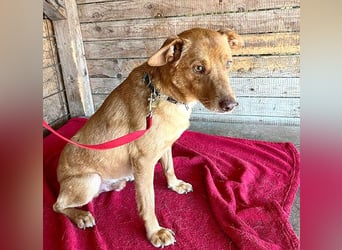 ❤️❤️❤️ pfiffiger kleiner DINGO - 1,5 Jahre, 40cm/10kg - Mischling