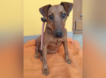 ❤️❤️❤️ ein warmes Nest für MIMI gesucht - 1,5 Jahre, 37cm/8kg - Pinscher-Mix