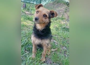 zarte kleine Hundeseele AUDREY - 1,5 Jahre, 35cm/7kg