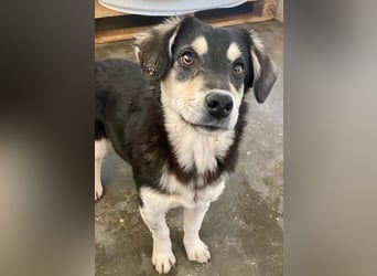 AVELINE sucht Familienanschluß