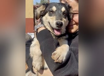 AVELINE sucht Familienanschluß