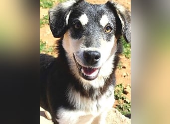 AVELINE sucht Familienanschluß