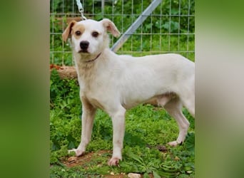 PERRIN sucht Familienanschluß