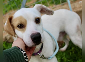 PERRIN sucht Familienanschluß