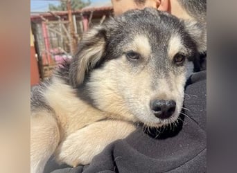 MAGNOLIA sucht Familie