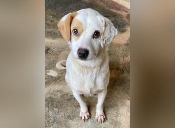 PERRIN sucht Familienanschluß