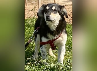 AVELINE sucht Familienanschluß