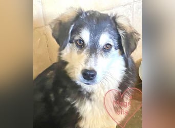 MAGNOLIA sucht Familie