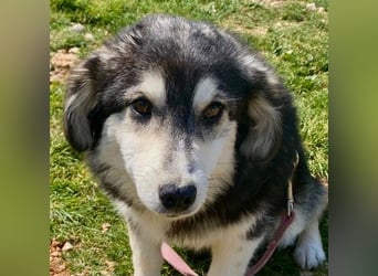 MAGNOLIA sucht Familie