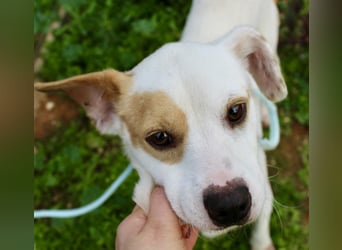 PERRIN sucht Familienanschluß