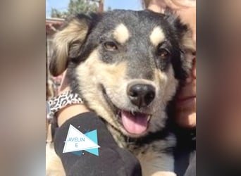 AVELINE sucht Familienanschluß