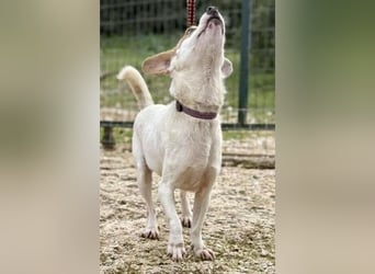 PERRIN sucht Familienanschluß