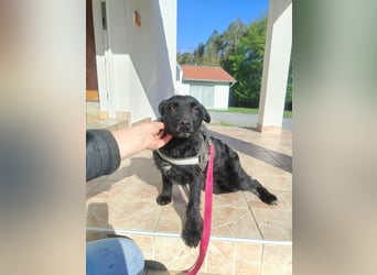 Kleine Mischlingshündin Gabby sucht ihre Menschen