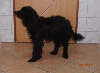 süße junge Mischlings-Hündin Ursula sucht ein Zuhause oder Pflegestelle