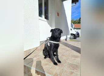 Kleine Mischlingshündin Daisy sucht ihre Familie