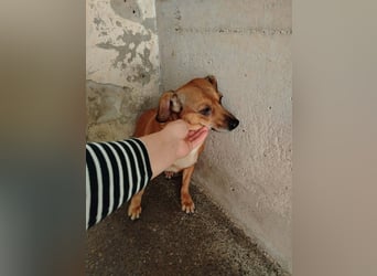 Liebe Bonnie sucht ein sicheres Zuhause
