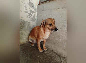 Liebe Bonnie sucht ein sicheres Zuhause