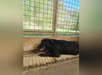 Kleine Mischlingshündin Gabby sucht ihre Menschen