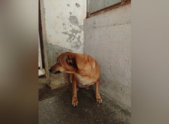 Liebe Bonnie sucht ein sicheres Zuhause