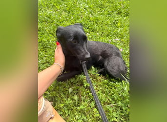 Kleine Mischlingshündin Daisy sucht ihre Familie