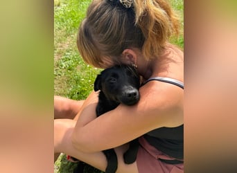 Kleine Mischlingshündin Daisy sucht ihre Familie