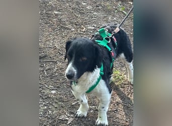 Kleiner Sparky sucht seine ganz eigenen Menschen