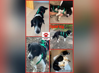 Kleiner Sparky sucht seine ganz eigenen Menschen