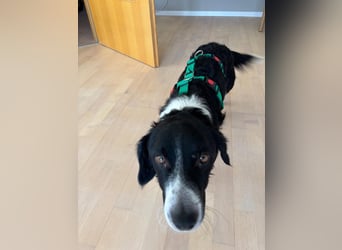 Kleiner Sparky sucht seine ganz eigenen Menschen