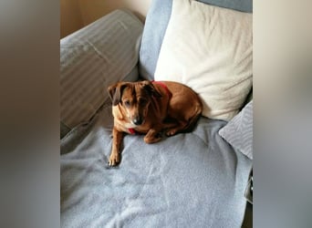 Süße Mischlingshündin Bonnie sucht ihr Für-Immer-Zuhause