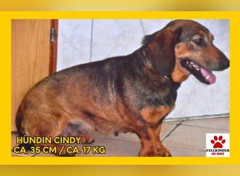 Kleine Mischlingshündin Cindy sucht ihre Menschen