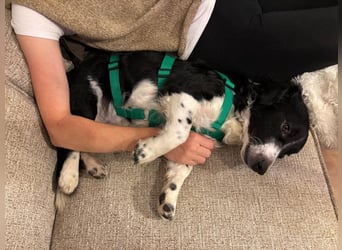 Kleiner Sparky sucht seine ganz eigenen Menschen