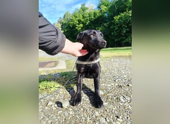 Kleine Mischlingshündin Daisy sucht ihre Familie