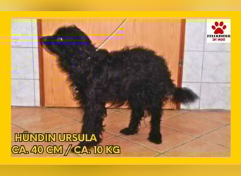 süße junge Mischlings-Hündin Ursula sucht ein Zuhause oder Pflegestelle