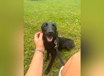 Kleine Mischlingshündin Daisy sucht ihre Familie