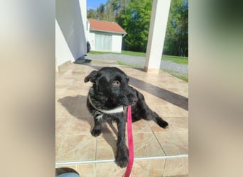 Kleine Mischlingshündin Gabby sucht ihre Menschen