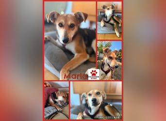Liebe Mischlingshündin Marla sucht ihr Familie