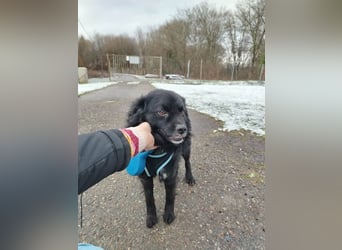 Kleiner Mischlingsrüde Lake sehnt sich nach Liebe