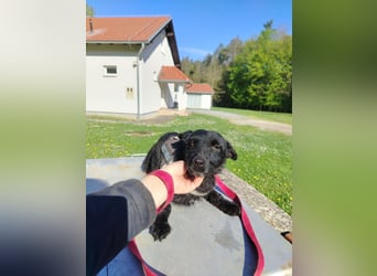 Kleine Mischlingshündin Gabby sucht ihre Menschen