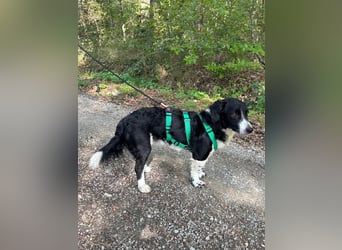 Kleiner Sparky sucht seine ganz eigenen Menschen
