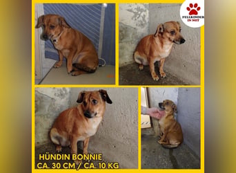 Liebe Bonnie sucht ein sicheres Zuhause