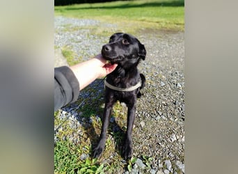 Kleine Mischlingshündin Daisy sucht ihre Familie